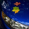 Maple Leaves On The Kia
